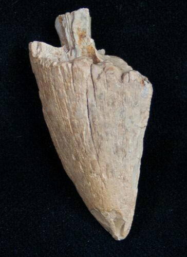 Partial Tyrannosaurid Tooth - Montana #9976